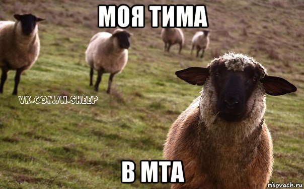 моя тима в mta, Мем  Наивная Овца