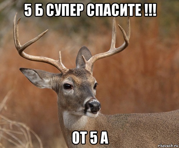 5 б супер спасите !!! от 5 а, Мем  Наивный Олень v2