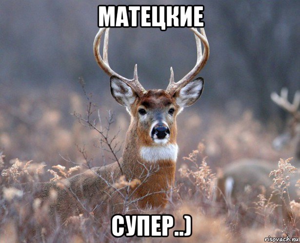 матецкие супер..), Мем   Наивный олень