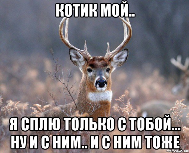 котик мой.. я сплю только с тобой... ну и с ним.. и с ним тоже, Мем   Наивный олень