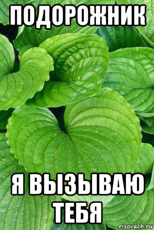 подорожник я вызываю тебя