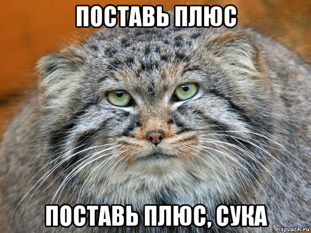 поставь плюс поставь плюс, сука