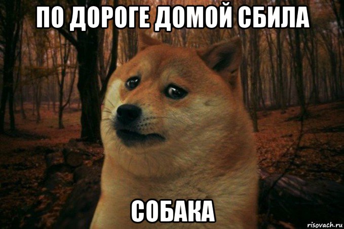 по дороге домой сбила собака, Мем SAD DOGE