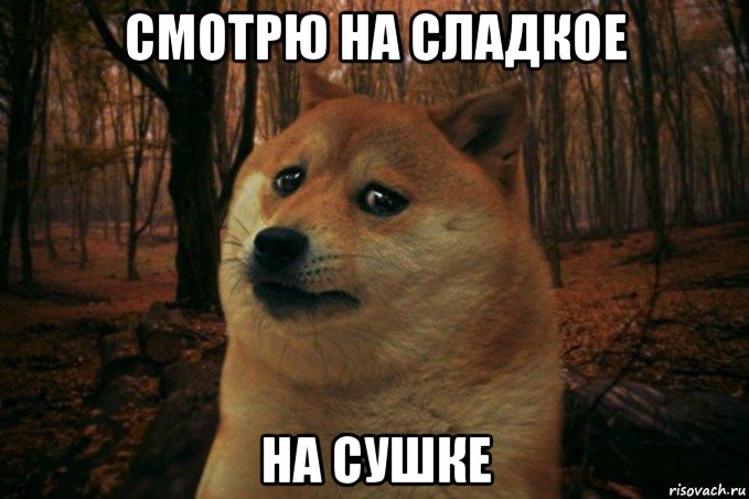 смотрю на сладкое на сушке, Мем SAD DOGE