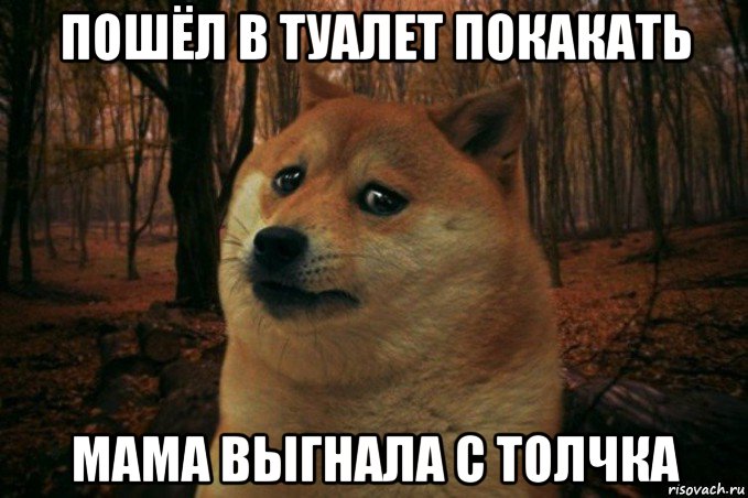 пошёл в туалет покакать мама выгнала с толчка, Мем SAD DOGE