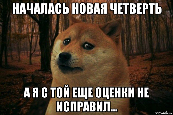 началась новая четверть а я с той еще оценки не исправил..., Мем SAD DOGE