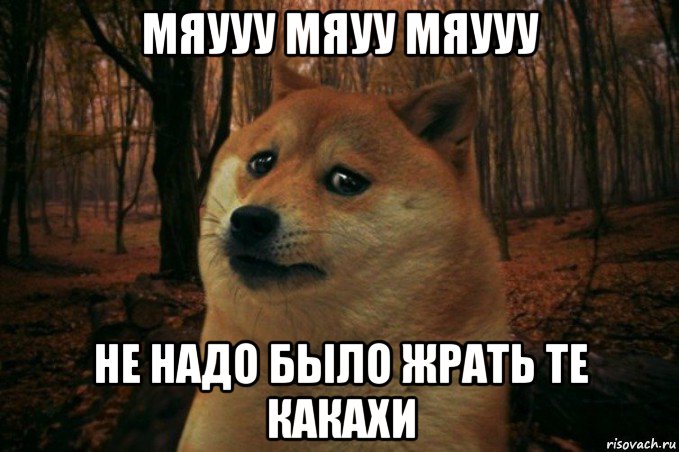 мяууу мяуу мяууу не надо было жрать те какахи, Мем SAD DOGE