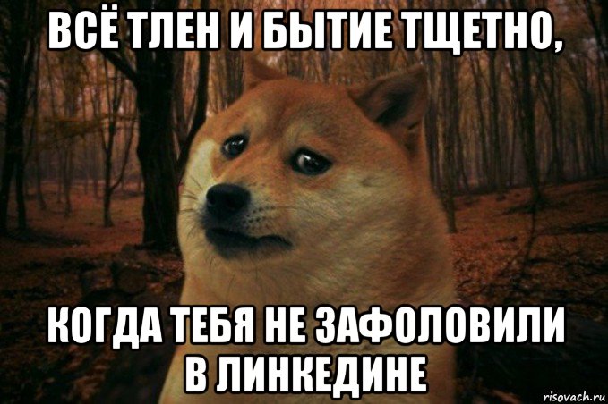 всё тлен и бытие тщетно, когда тебя не зафоловили в линкедине, Мем SAD DOGE