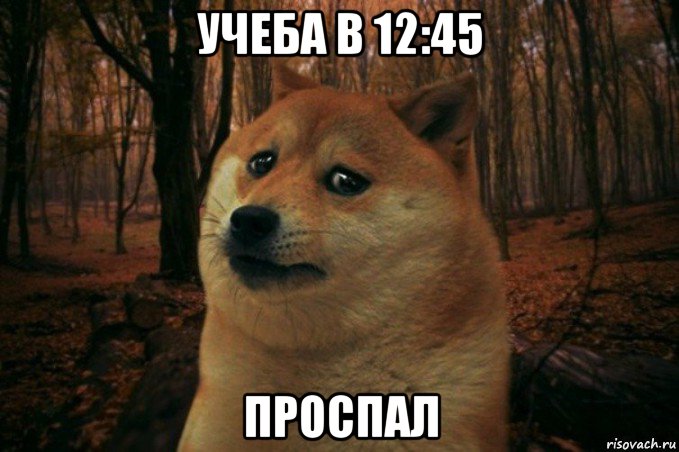 учеба в 12:45 проспал, Мем SAD DOGE