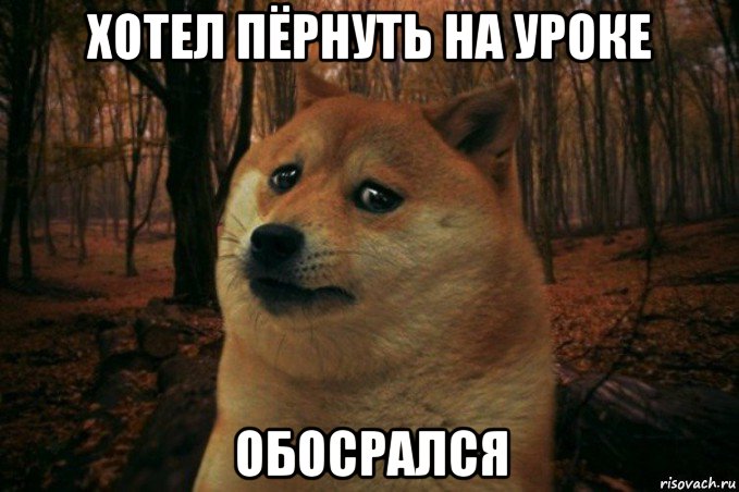 хотел пёрнуть на уроке обосрался, Мем SAD DOGE