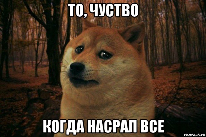 то, чуство когда насрал все, Мем SAD DOGE