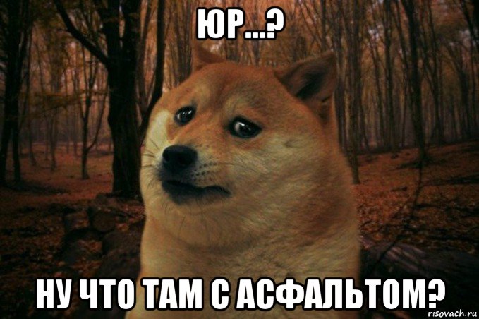 юр...? ну что там с асфальтом?, Мем SAD DOGE