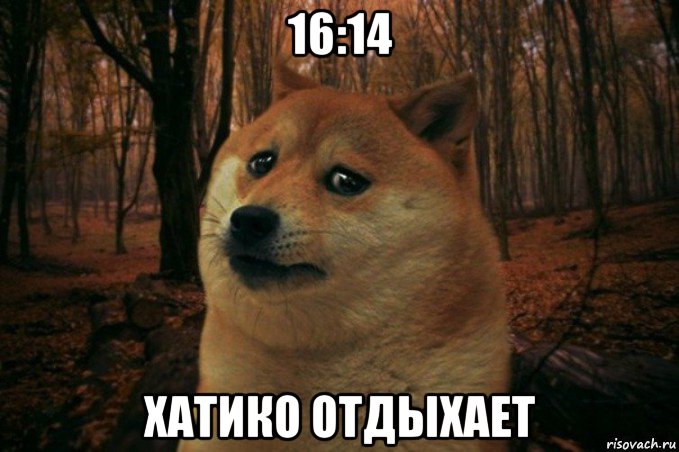 16:14 хатико отдыхает, Мем SAD DOGE