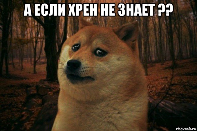 а если хрен не знает ?? , Мем SAD DOGE