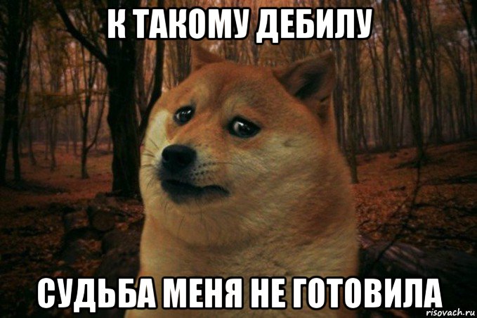 к такому дебилу судьба меня не готовила, Мем SAD DOGE