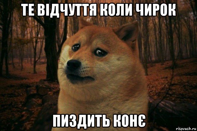 те відчуття коли чирок пиздить конє, Мем SAD DOGE