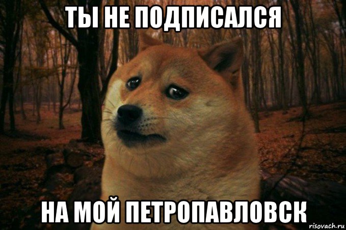 ты не подписался на мой петропавловск, Мем SAD DOGE