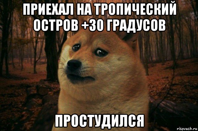 приехал на тропический остров +30 градусов простудился, Мем SAD DOGE