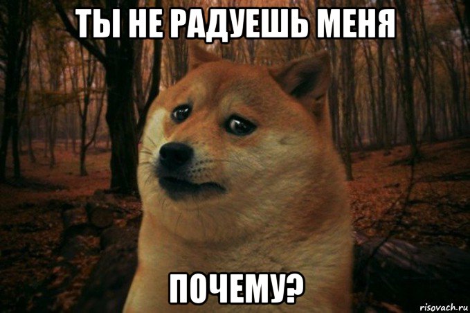 ты не радуешь меня почему?, Мем SAD DOGE