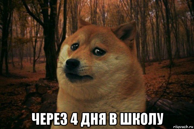  через 4 дня в школу, Мем SAD DOGE