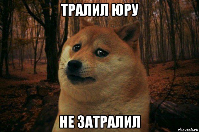 тралил юру не затралил, Мем SAD DOGE