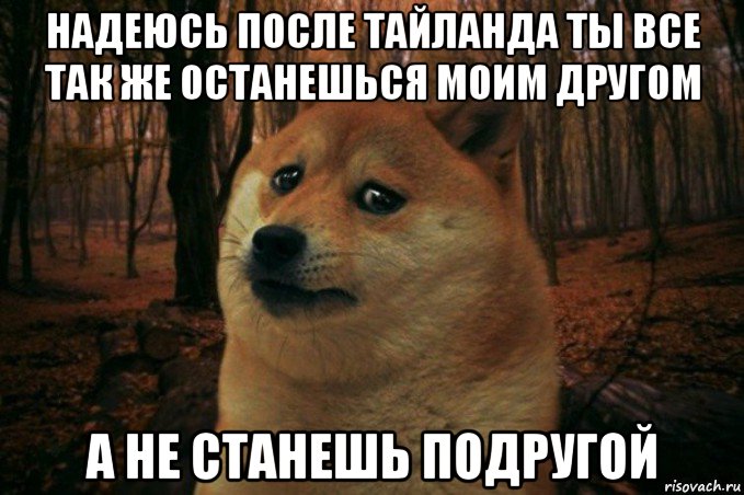 надеюсь после тайланда ты все так же останешься моим другом а не станешь подругой, Мем SAD DOGE