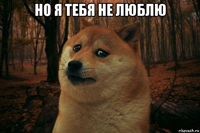 но я тебя не люблю , Мем SAD DOGE