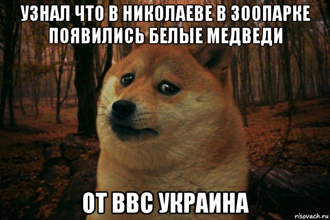 узнал что в николаеве в зоопарке появились белые медведи от ввс украина, Мем SAD DOGE