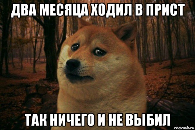 два месяца ходил в прист так ничего и не выбил, Мем SAD DOGE