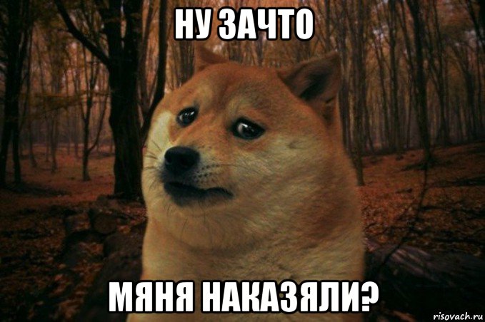 ну зачто мяня наказяли?, Мем SAD DOGE