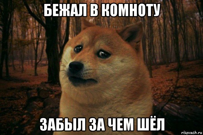 бежал в комноту забыл за чем шёл, Мем SAD DOGE