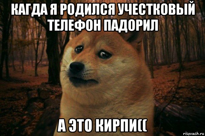 кагда я родился учестковый телефон падорил а это кирпи((, Мем SAD DOGE