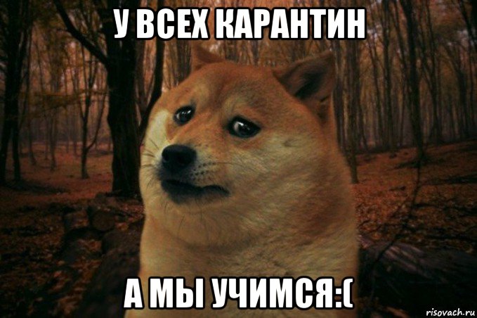 у всех карантин а мы учимся:(, Мем SAD DOGE