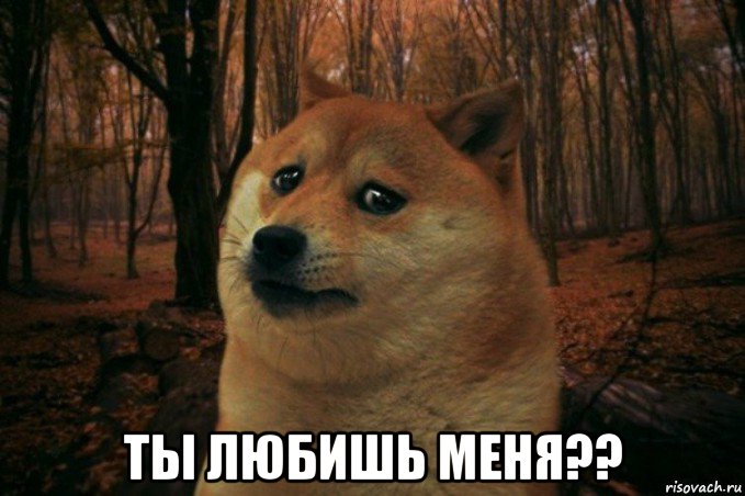  ты любишь меня??, Мем SAD DOGE