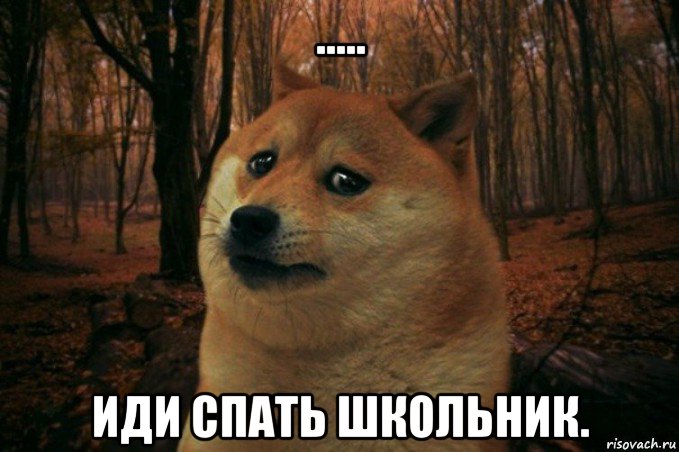 ..... иди спать школьник., Мем SAD DOGE