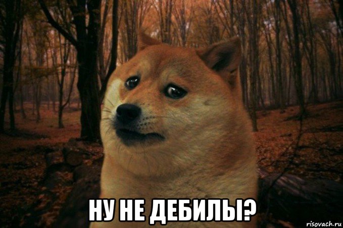  ну не дебилы?, Мем SAD DOGE