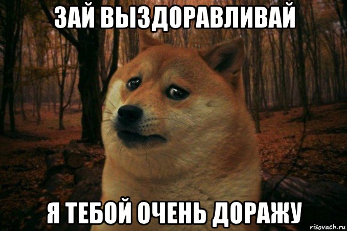 зай выздоравливай я тебой очень доражу, Мем SAD DOGE