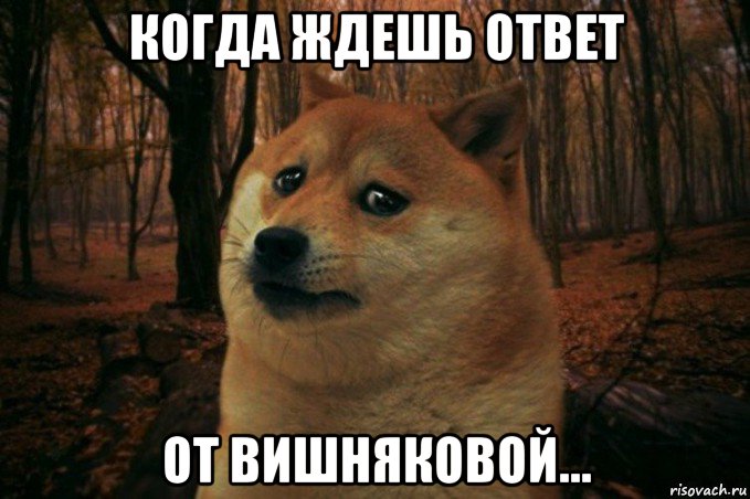 когда ждешь ответ от вишняковой..., Мем SAD DOGE