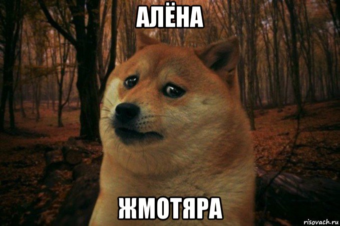 алёна жмотяра, Мем SAD DOGE