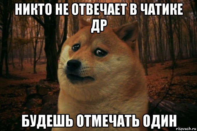 никто не отвечает в чатике др будешь отмечать один, Мем SAD DOGE