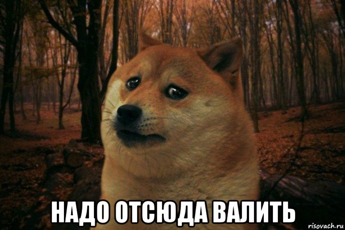  надо отсюда валить, Мем SAD DOGE