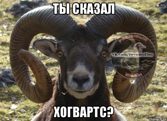 ты сказал хогвартс?