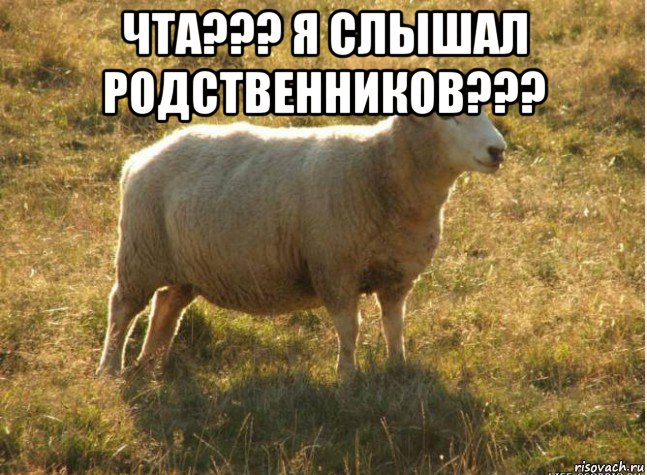 чта??? я слышал родственников??? , Мем Типичная овца