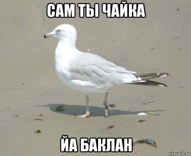 сам ты чайка йа баклан