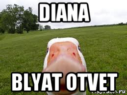 diana blyat otvet, Мем здарова бандиты