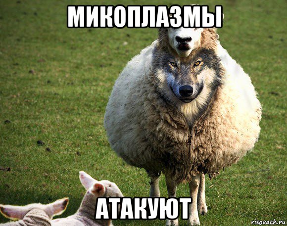 микоплазмы атакуют, Мем Злая Овца