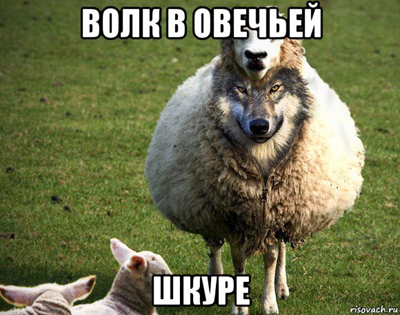 волк в овечьей шкуре, Мем Злая Овца