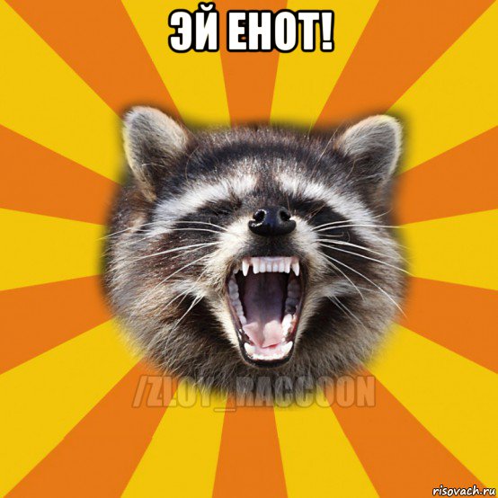 эй енот! 