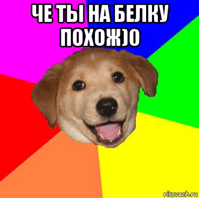 че ты на белку похож)0 , Мем Advice Dog