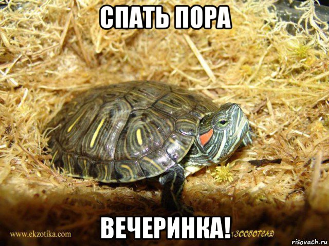 спать пора вечеринка!, Мем Черепаха